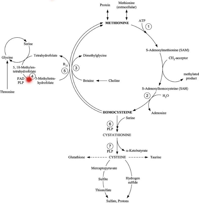 l.o. MTHFR Deficiency